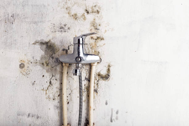 Best Fast Mold Removal  in Poynette, WI