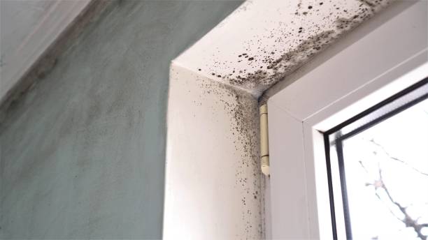 Best Mold Testing  in Poynette, WI