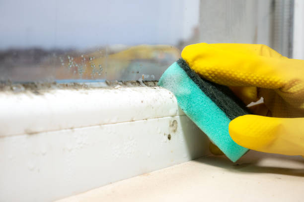 Best Mold Removal Near Me  in Poynette, WI