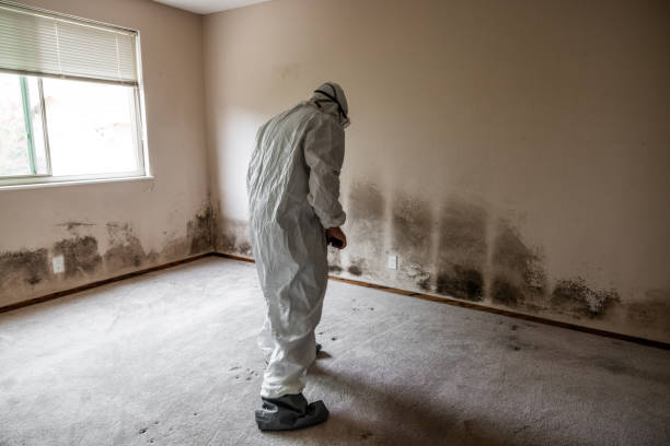 Best Attic Mold Removal  in Poynette, WI