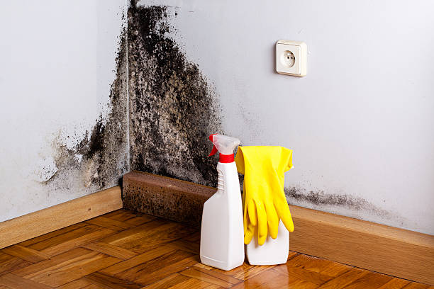 Best Residential Mold Removal  in Poynette, WI