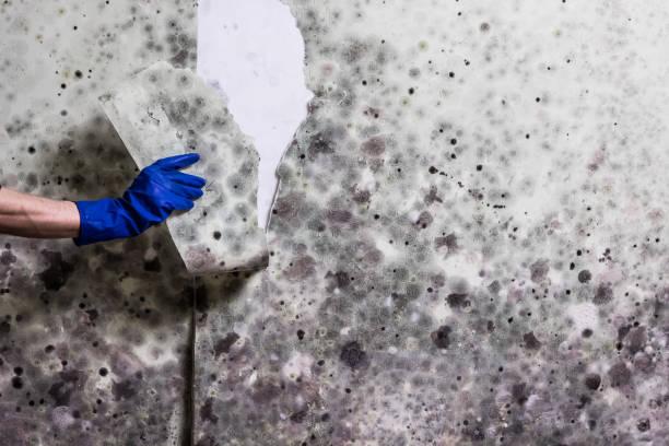 Crawl Space Mold Removal in Poynette, WI
