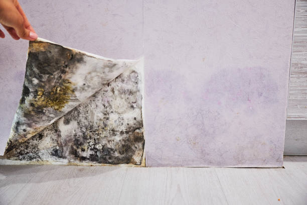 Best Affordable Mold Removal  in Poynette, WI